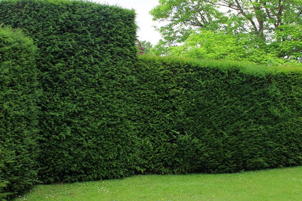 Große Eibe (Taxus baccata): Der ultimative Pflege-Guide für deine Hecke