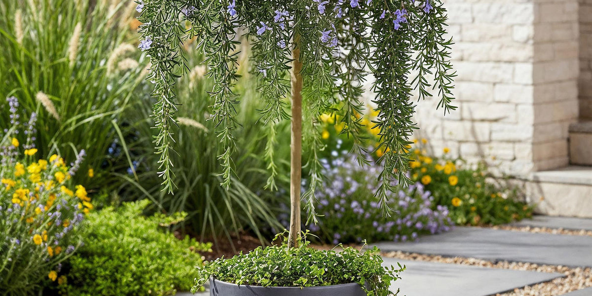 Rosmarinus officinalis Prostratus: Der ultimative Pflege-Guide für dein Hochstämmchen