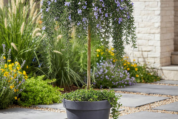 Rosmarinus officinalis Prostratus: Der ultimative Pflege-Guide für dein Hochstämmchen