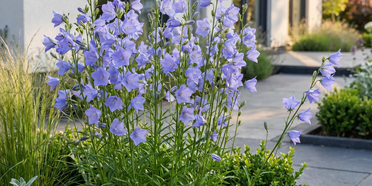 Campanula persicifolia: Der blaue Bienen- und Schmetterlingsmagnet für deinen Garten