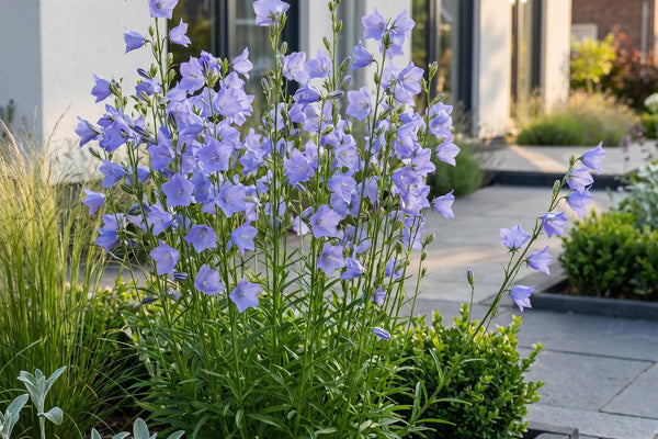 Campanula persicifolia: Der blaue Bienen- und Schmetterlingsmagnet für deinen Garten