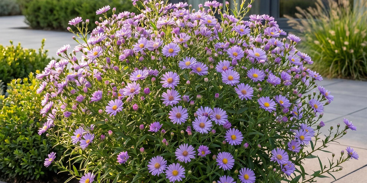 Strandaster (Aster tripolium): Pflege, Standort und Tipps für die mediterrane Staude