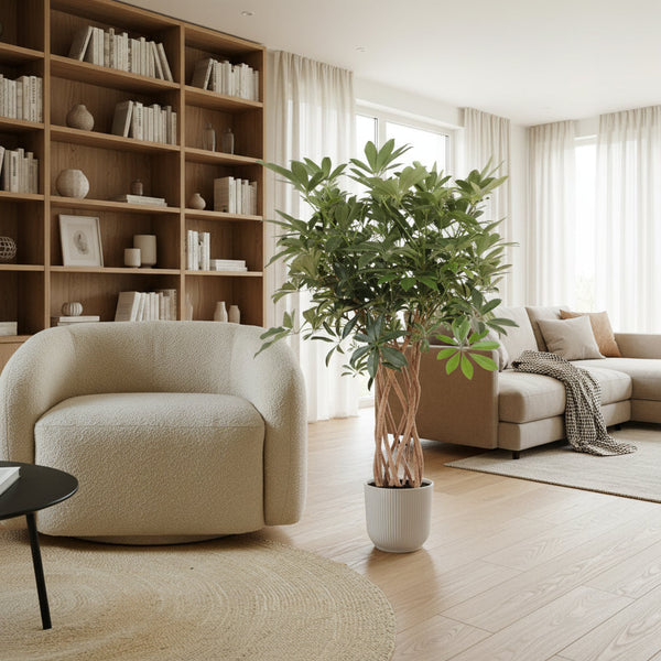 Schefflera Arboricola Compacta: Alles über die geflochtene Zimmerpflanze