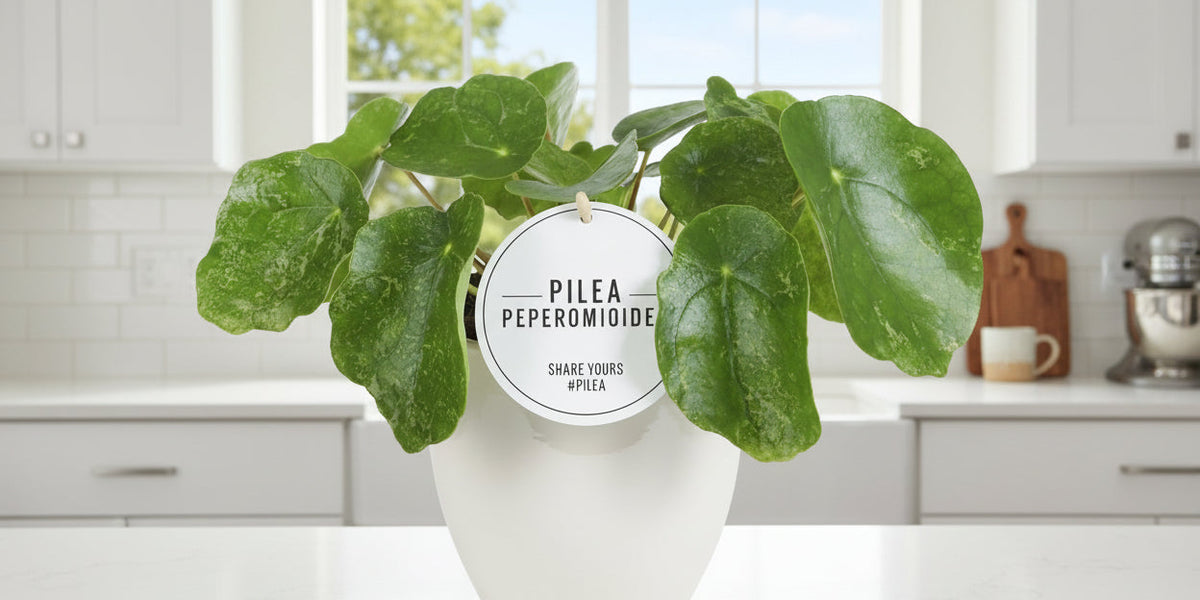 Die panaschierte Ufopflanze: Pilea Sugar richtig pflegen