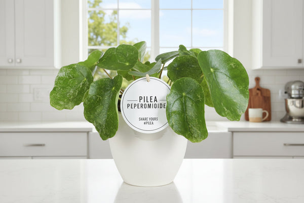 Die panaschierte Ufopflanze: Pilea Sugar richtig pflegen