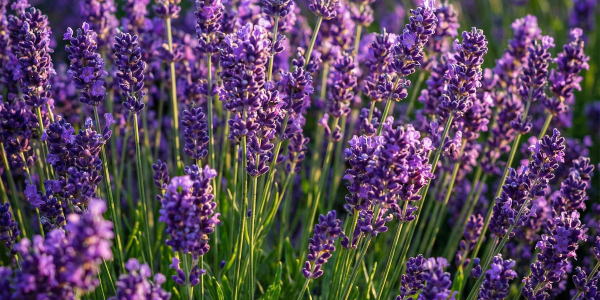 Pflanzen-Porträt: Lavandula angustifolia Munstead richtig pflanzen und vermehren