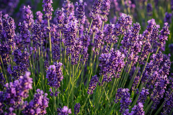 Pflanzen-Porträt: Lavandula angustifolia Munstead richtig pflanzen und vermehren
