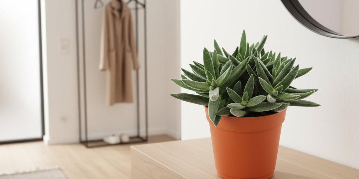 Crassula Tenelli Pflege: Der ultimative Guide für den exotischen Geldbaum