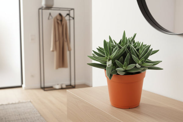 Crassula Tenelli Pflege: Der ultimative Guide für den exotischen Geldbaum