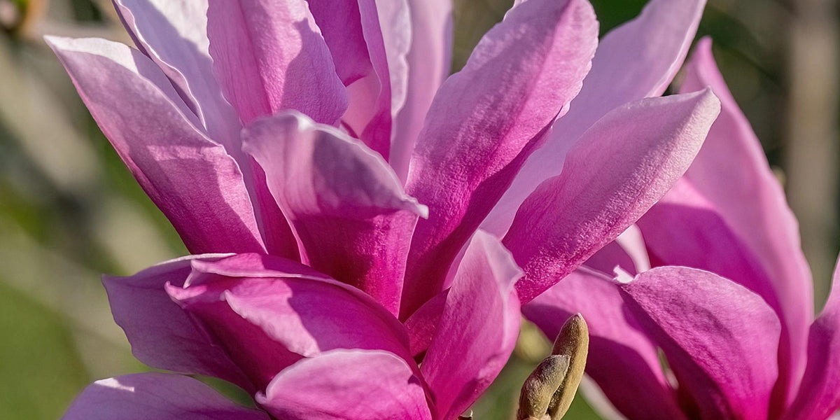 Purpur-Magnolie (Magnolia liliiflora Nigra): Der komplette Pflege-Guide