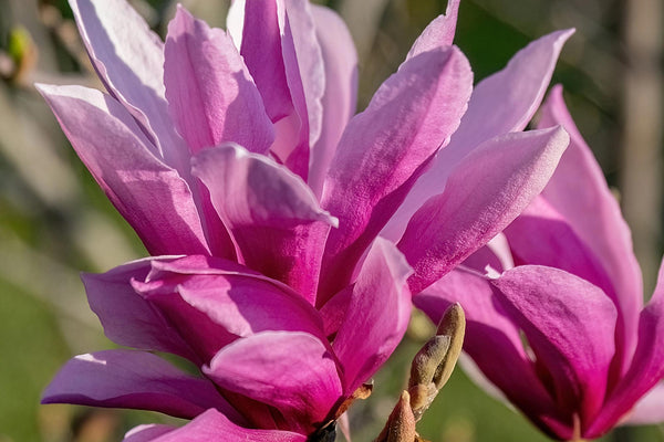 Purpur-Magnolie (Magnolia liliiflora Nigra): Der komplette Pflege-Guide