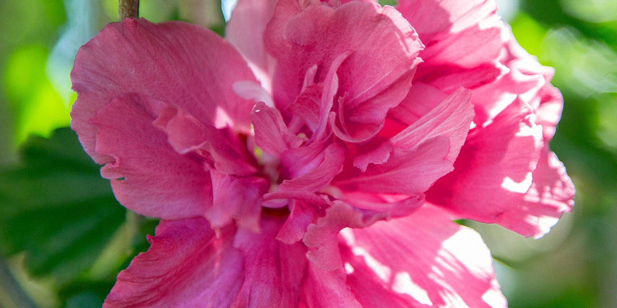 Hibiscus syriacus Magenta Chiffon: Der große Pflege-Guide für dein Terrassen-Hochstämmchen