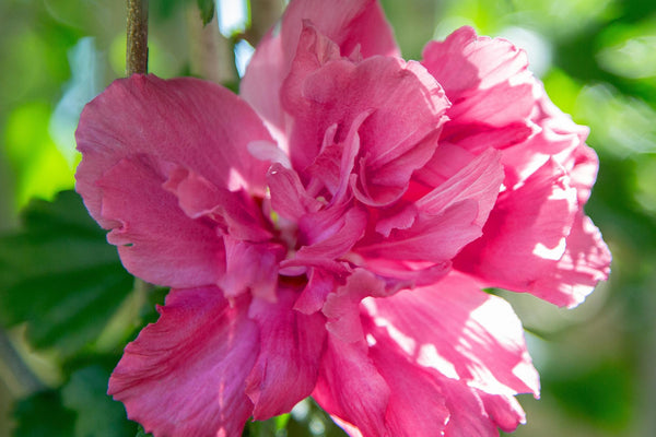Hibiscus syriacus Magenta Chiffon: Der große Pflege-Guide für dein Terrassen-Hochstämmchen