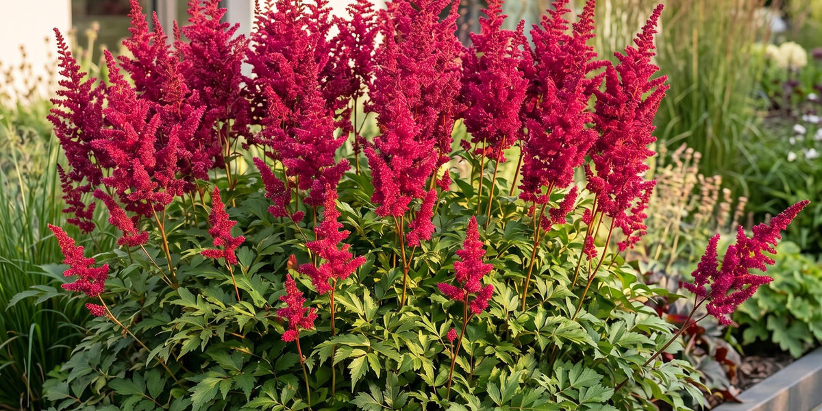 Astilbe Fanal Pflege: Standort, Gießen, Schneiden & Vermehren