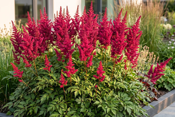 Astilbe Fanal Pflege: Standort, Gießen, Schneiden & Vermehren