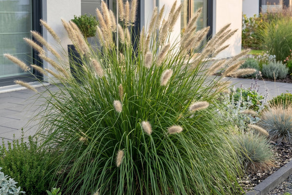 Pennisetum alopecuroides Hameln: Das Lampenputzergras im Porträt