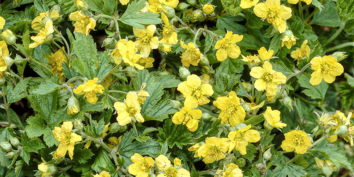 Kleine Sterne für den Garten: Die Golderdbeere (Waldsteinia ternata)