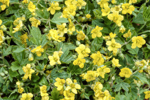 Kleine Sterne für den Garten: Die Golderdbeere (Waldsteinia ternata)