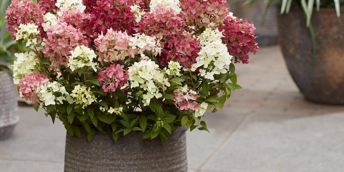 Rispenhortensie Groundbreaker Ruby: Pflege, Standort und Tipps