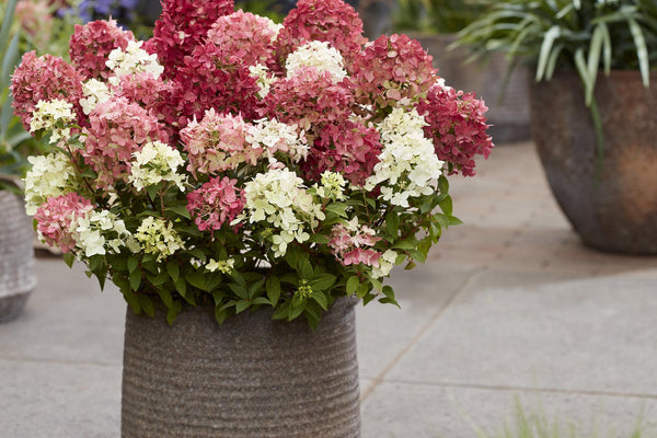 Rispenhortensie Groundbreaker Ruby: Pflege, Standort und Tipps