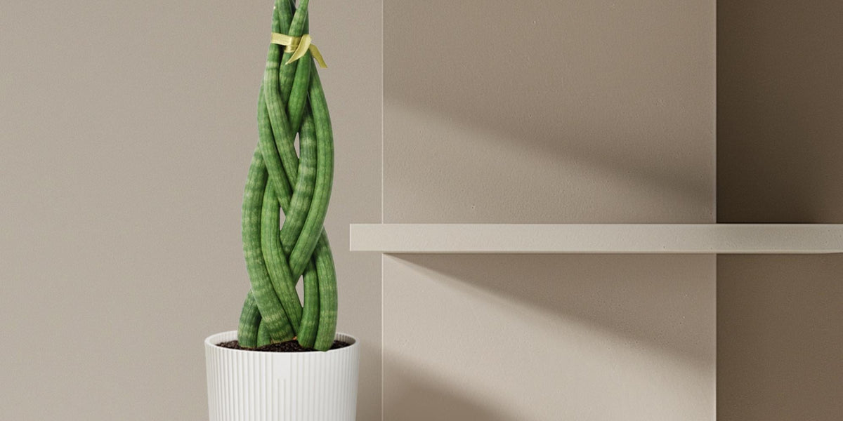 Sansevieria cylindrica 'Twist': Der komplette Pflege-Ratgeber