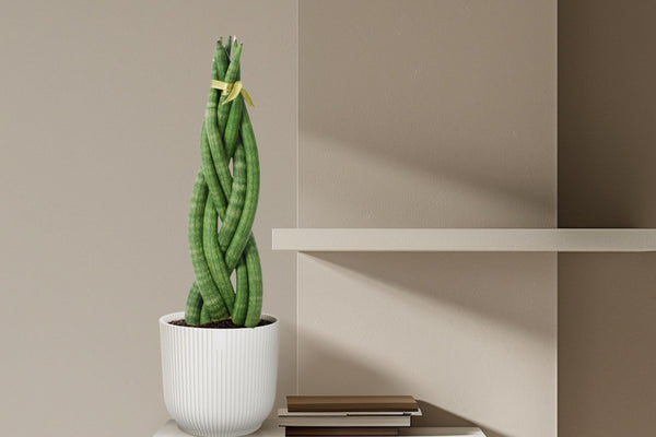 Sansevieria cylindrica 'Twist': Der komplette Pflege-Ratgeber