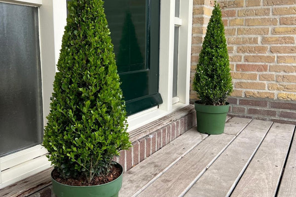 Ilex Pyramide pflegen und schneiden: So behält sie ihre Form