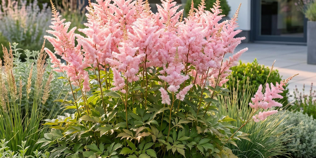 Astilbe japonica Europa: Pflege, Standort und Tipps für die Japanische Prachtspiere