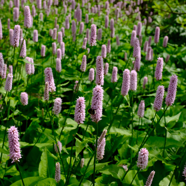 Persicaria aff. Superba Plant Care: Everything You Need to Know