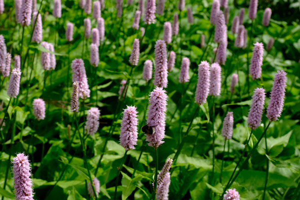 Persicaria aff. Superba pflanzen und pflegen: Alles, was du wissen musst