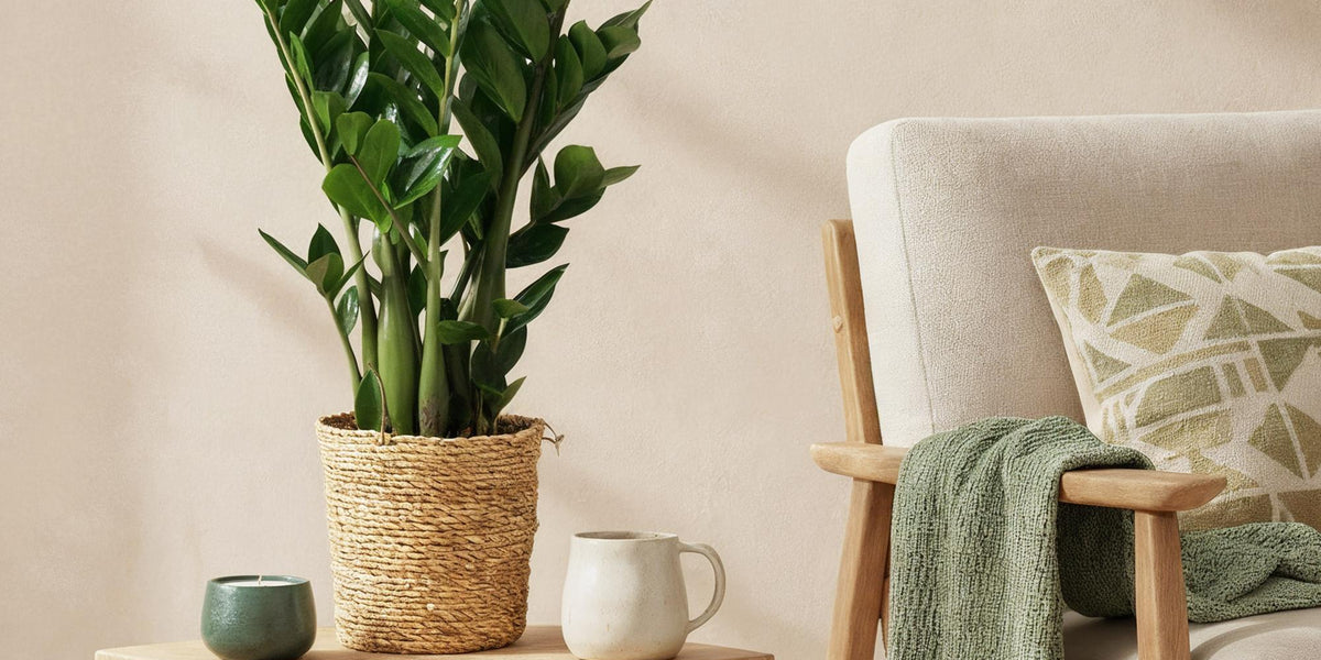Zamioculcas Pflege-Guide: Robust, modern und anspruchslos