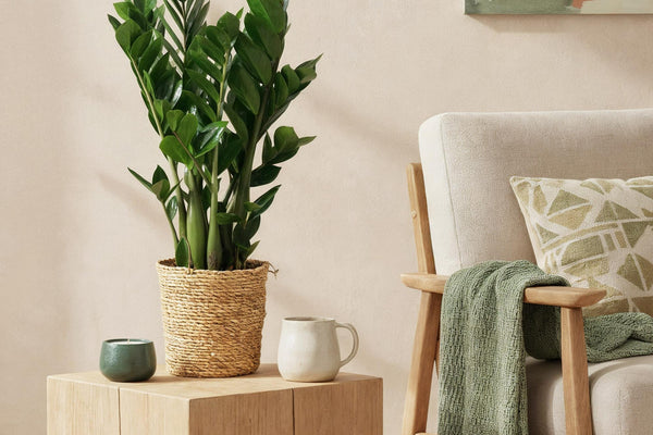 Zamioculcas Pflege-Guide: Robust, modern und anspruchslos