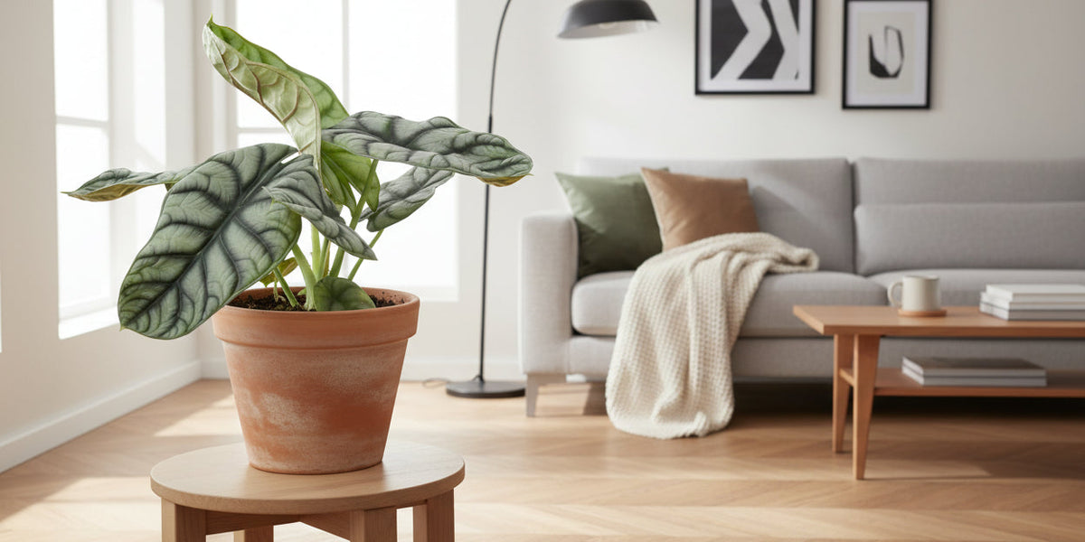 Juwelen-Alokasie im Portrait: So pflegst du die Alocasia Nebula Silver Compacta richtig