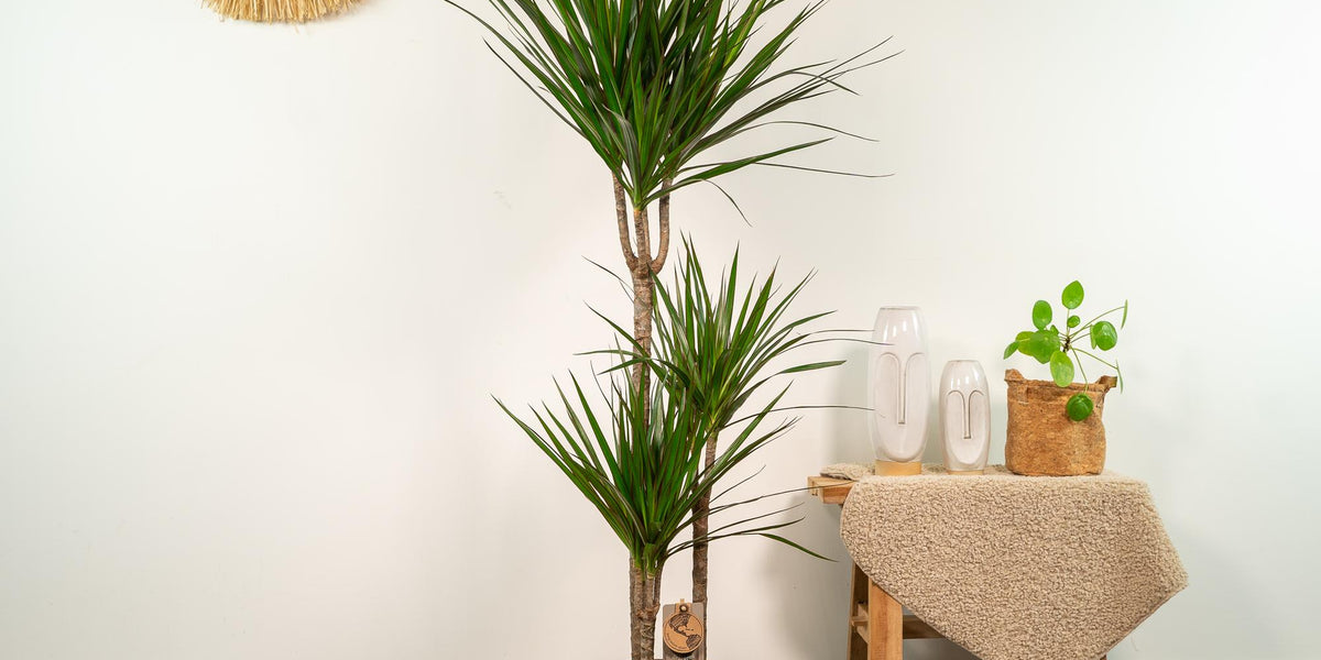 Der Drachenbaum (Dracaena Marginata): Eigenschaften und Pflegetipps