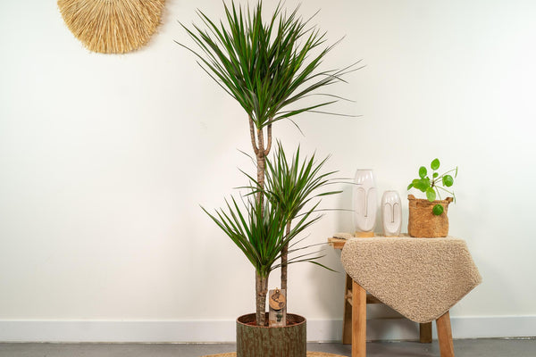 Der Drachenbaum (Dracaena Marginata): Eigenschaften und Pflegetipps