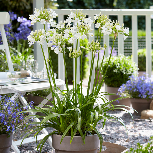 Agapanthus Everwhite Pflege: Alles, was du über die weiße Schmucklilie wissen musst