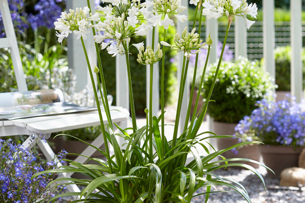 Agapanthus Everwhite Pflege: Alles, was du über die weiße Schmucklilie wissen musst