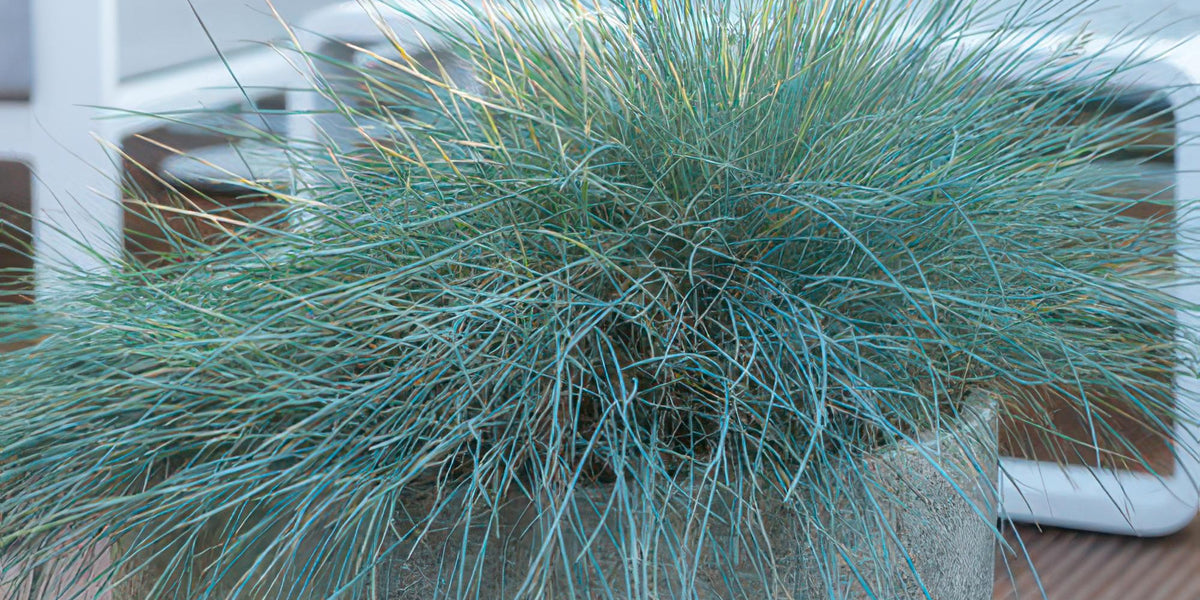 Blauschwingel Pflege-Guide: Alles über Festuca glauca Elijah Bleu