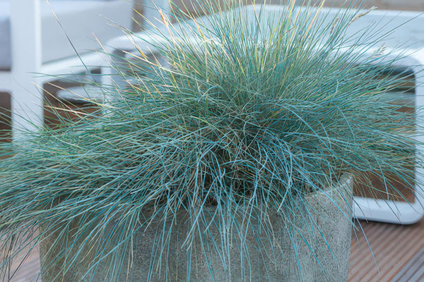 Blauschwingel Pflege-Guide: Alles über Festuca glauca Elijah Bleu