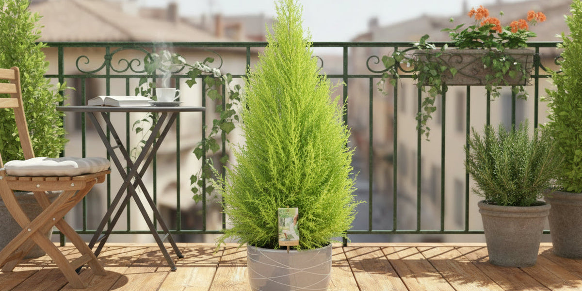 Cupressus Goldcrest Wilma Zypresse  richtig pflegen – So bleibt sie leuchtend grün
