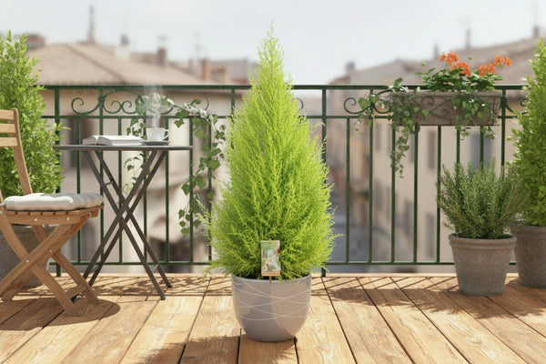 Cupressus Goldcrest Wilma Zypresse  richtig pflegen – So bleibt sie leuchtend grün