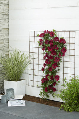 Clematis Nubia 'Evison Rot': Pflege, Standort & Rückschnitt