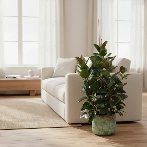 Der ultimative Pflege-Guide: Ficus Robusta (verzweigt)