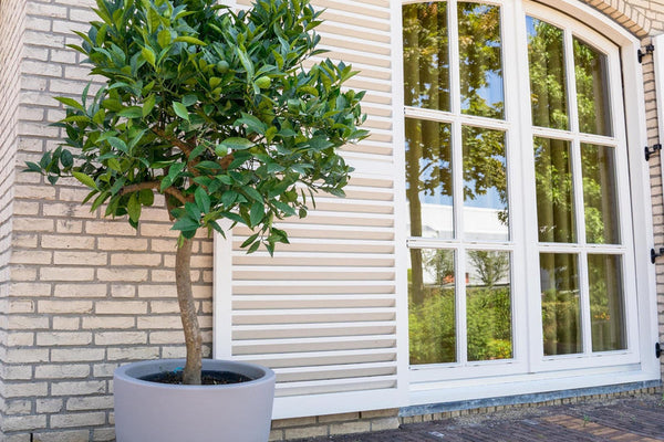 Zitruspflanzen-Pflege: So gedeiht dein Orangenbaum (Sinaasappelboom)