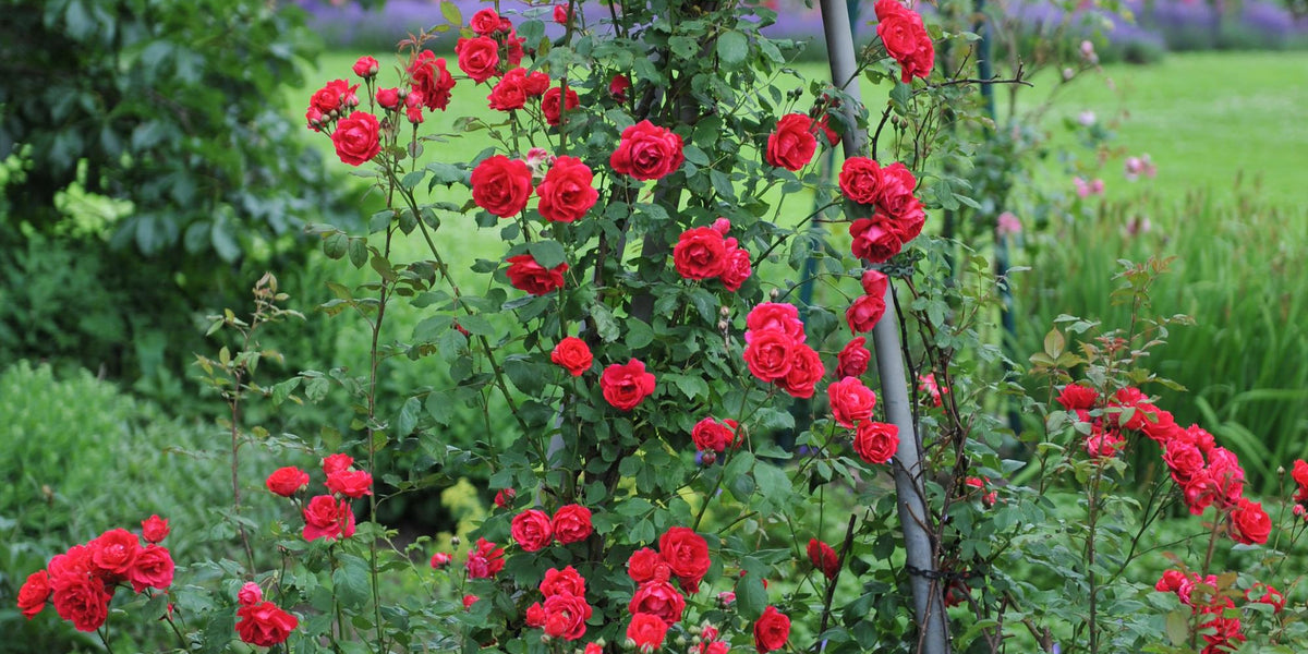 Alles über die Kletterrose Paul’s Scarlet Climber: Standort, Erde und Pflege