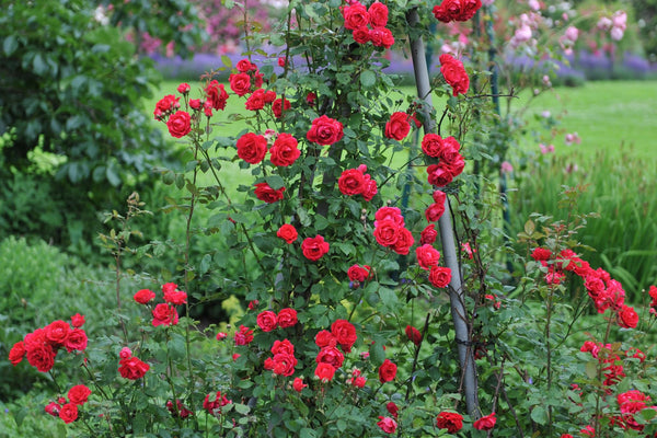 Alles über die Kletterrose Paul’s Scarlet Climber: Standort, Erde und Pflege