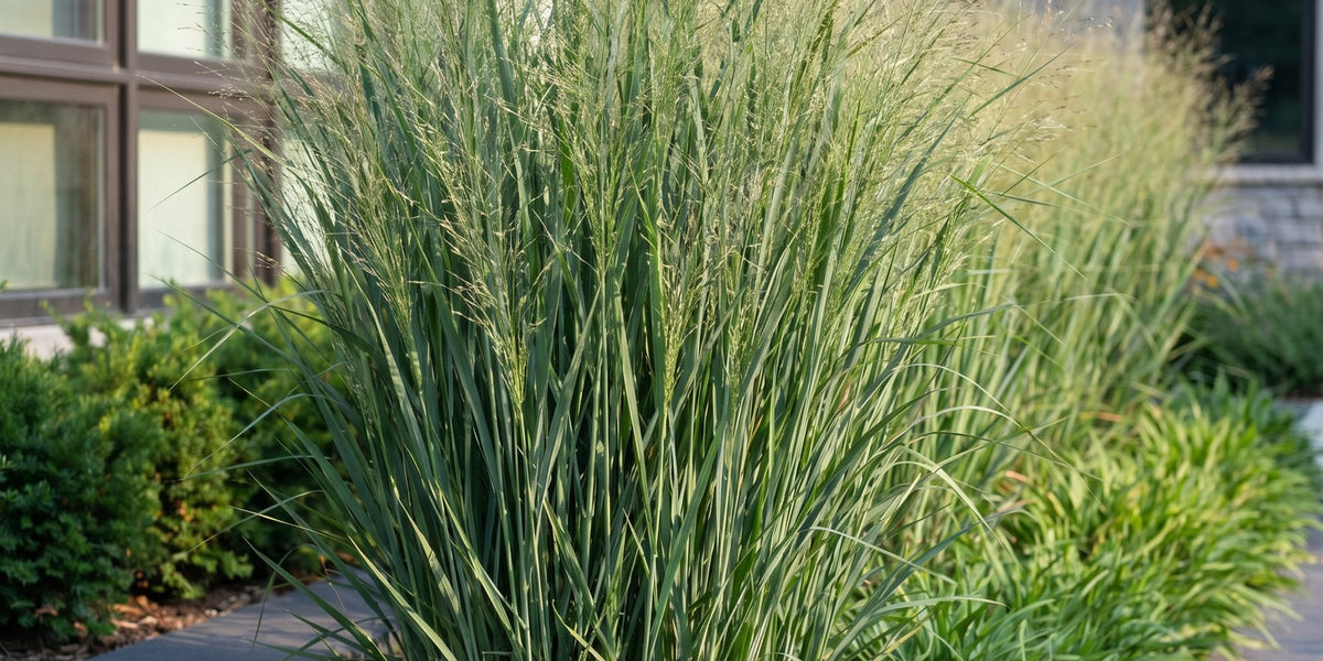 Panicum virgatum Northwind: Pflege, Standort und Tipps für das aufrechte Präriegras