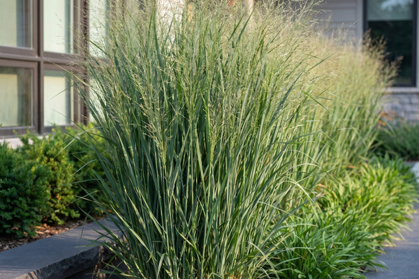 Panicum virgatum Northwind: Pflege, Standort und Tipps für das aufrechte Präriegras