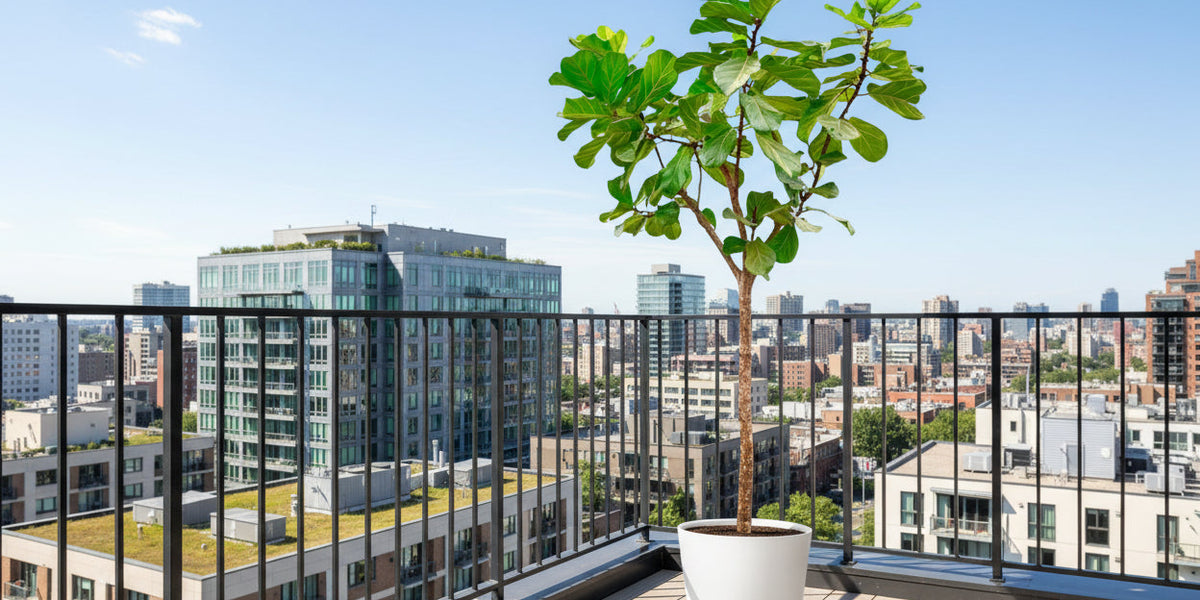 Geigenfeige (Ficus Lyrata) richtig pflegen: Standort, Gießen & Tipps