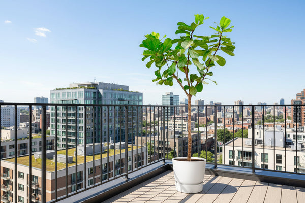 Geigenfeige (Ficus Lyrata) richtig pflegen: Standort, Gießen & Tipps